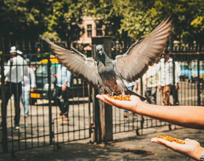 Porumbeilor voiajori le place să mănânce din mâna stăpânului lor.